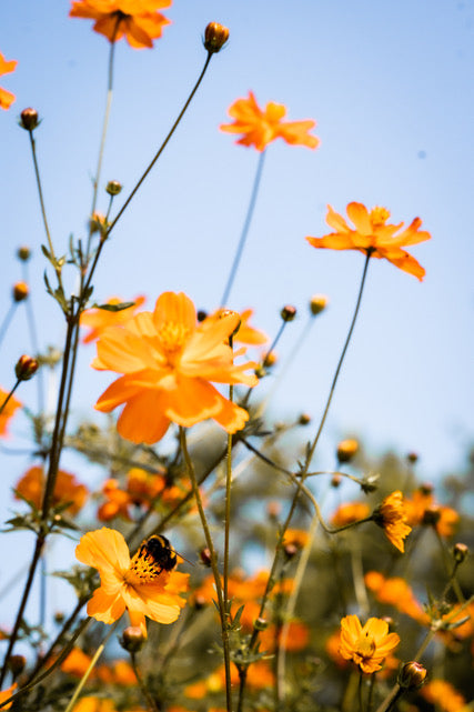 Alchemies™ Mulberry Silk Bag Bundle Dye Kit | Limited Edition